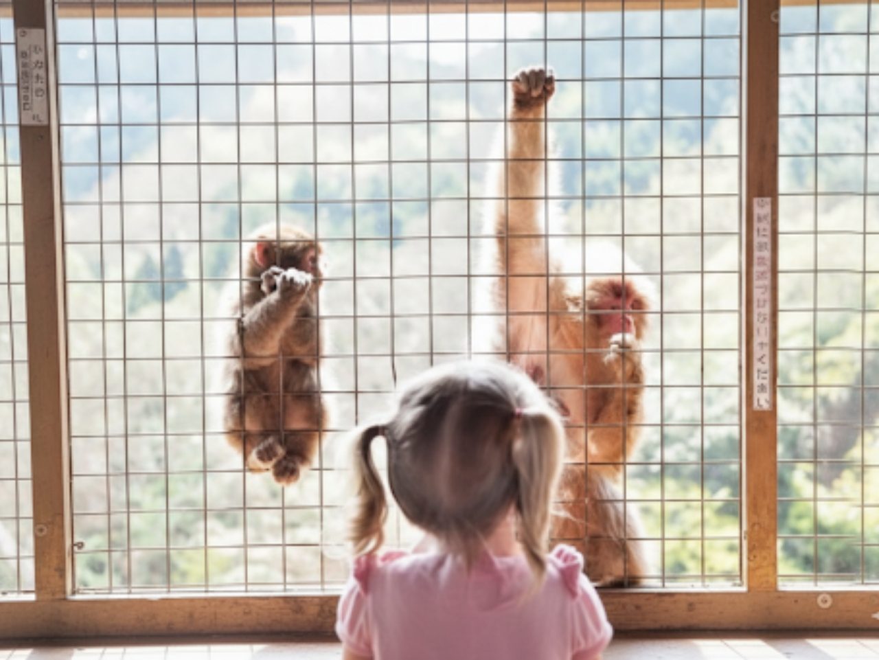 Monkey Safety Net Installation
